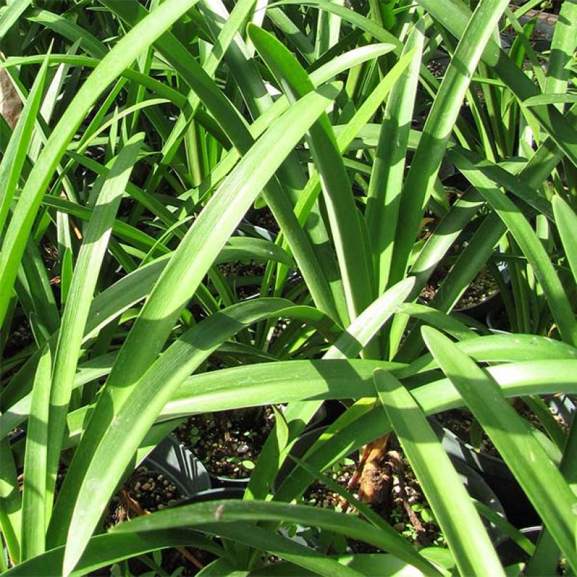 Agapanthe Twister (Foliage)