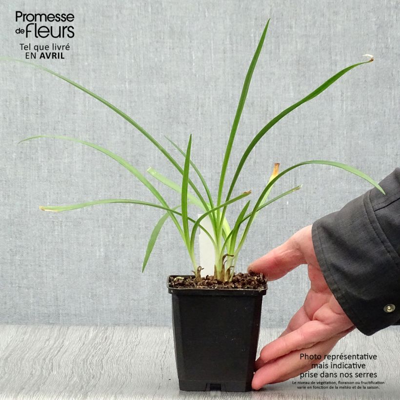 Example of Agapanthe Twister Godet de 8/9 cm as you get in printemps