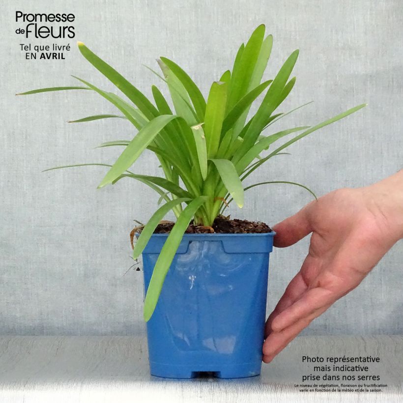 Example of Agapanthe Twister Pot de 1,5L/2L as you get in printemps