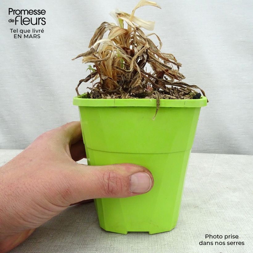 Example of Agapanthe Twister Pot de 3L/4L as you get in printemps