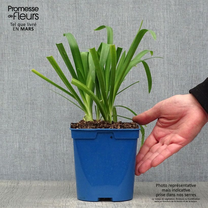 Example of Agapanthe Vallée de la Sarthe Pot de 2L/3L as you get in printemps
