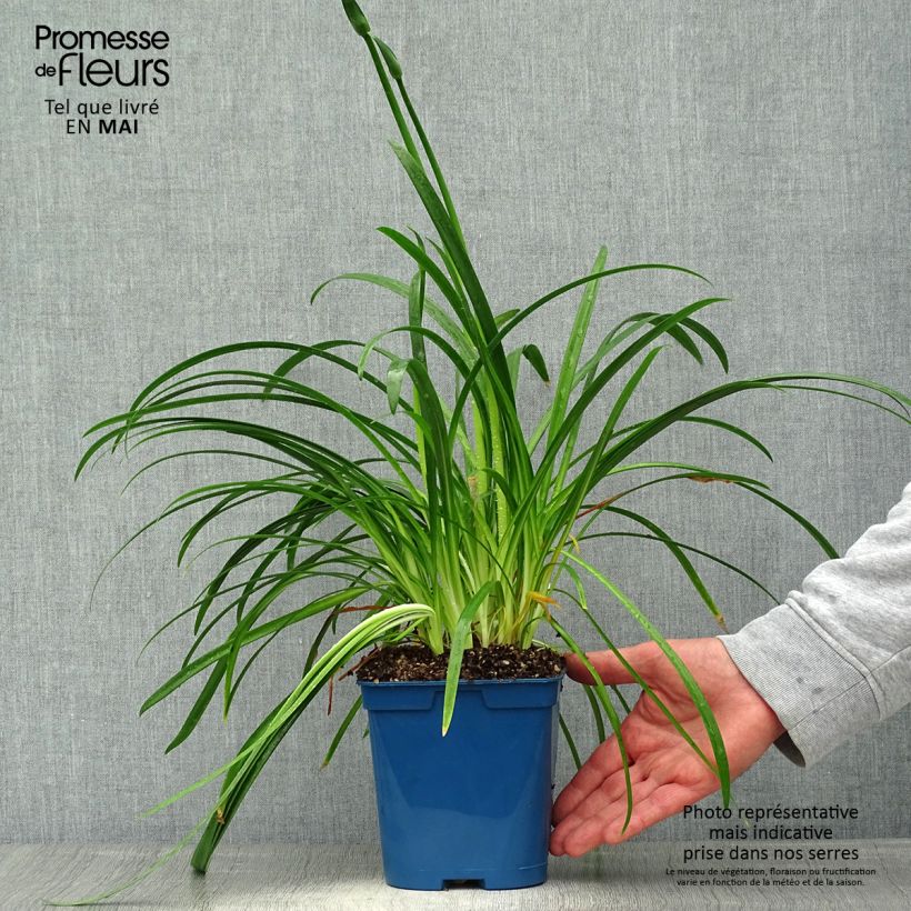 Example of Agapanthe White Baby Pot de 2L/3L as you get in printemps