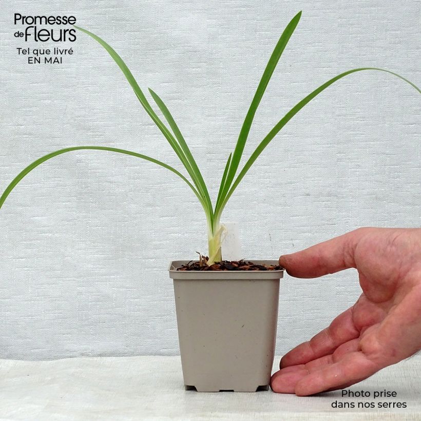 Example of Agapanthe White Heaven Godet de 8/9 cm as you get in printemps