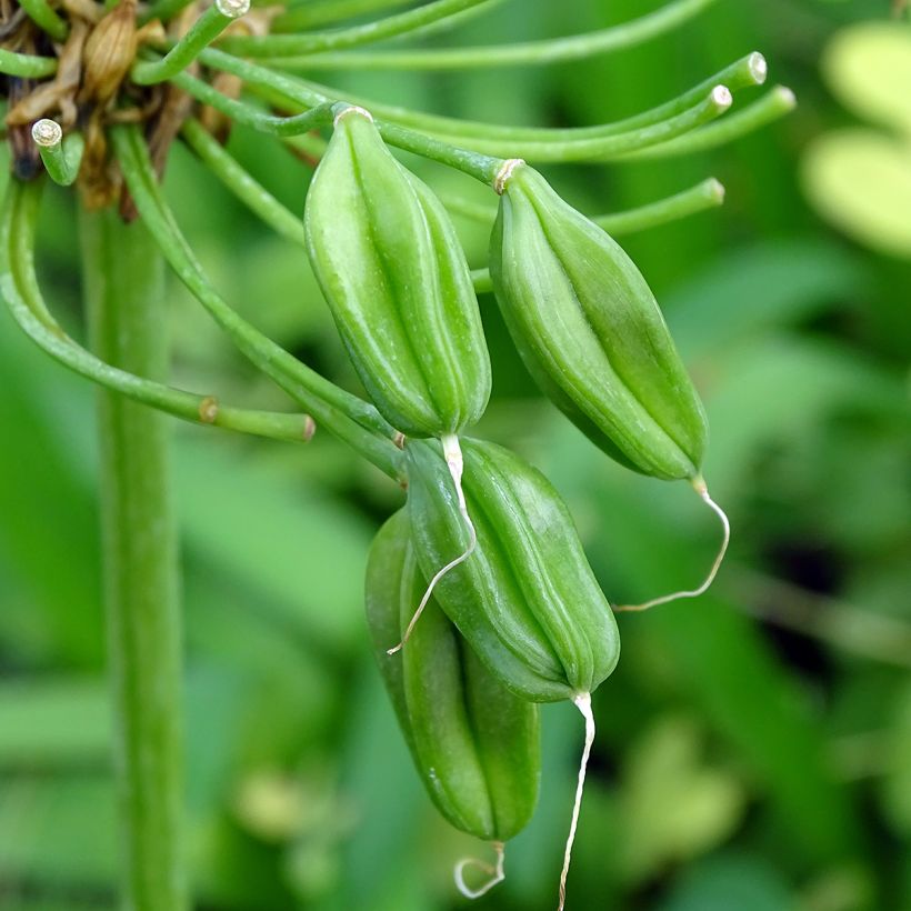 Agapanthe White Heaven (Harvest)