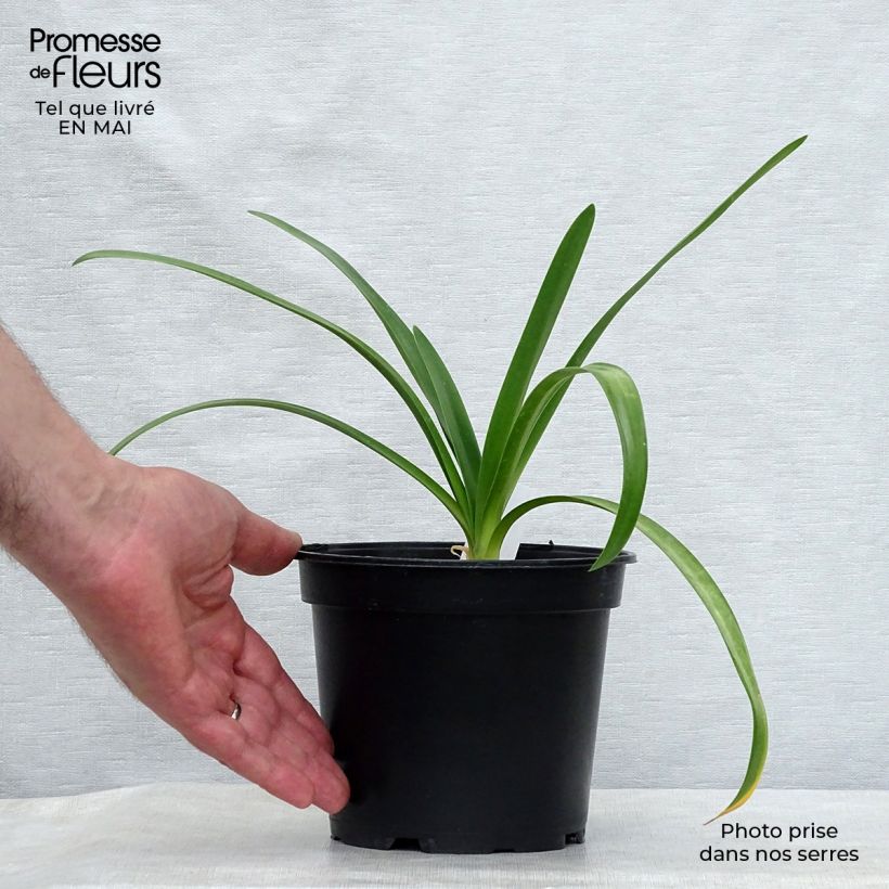 Example of Agapanthe White Heaven Pot de 2L/3L as you get in printemps