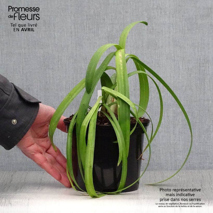 Spécimen de Agapanthe Windsor Grey Pot de 2L/3L tel que livré au printemps