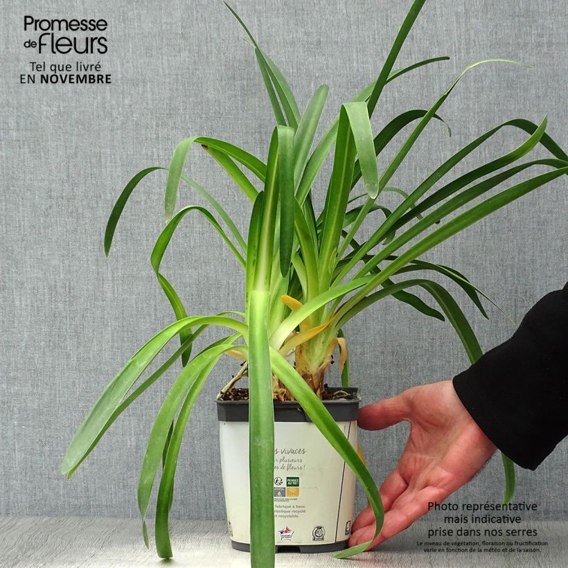 Spécimen de Agapanthe africanus (umbellatus) Albus Pot de 2L/3L tel que livré en automne