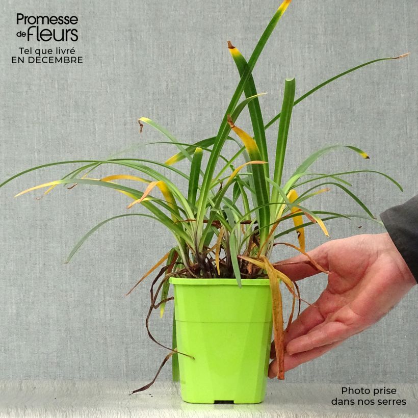 Spécimen de Agapanthe hybride Blue Jeans Pot de 1,5L/2L tel que livré en hiver