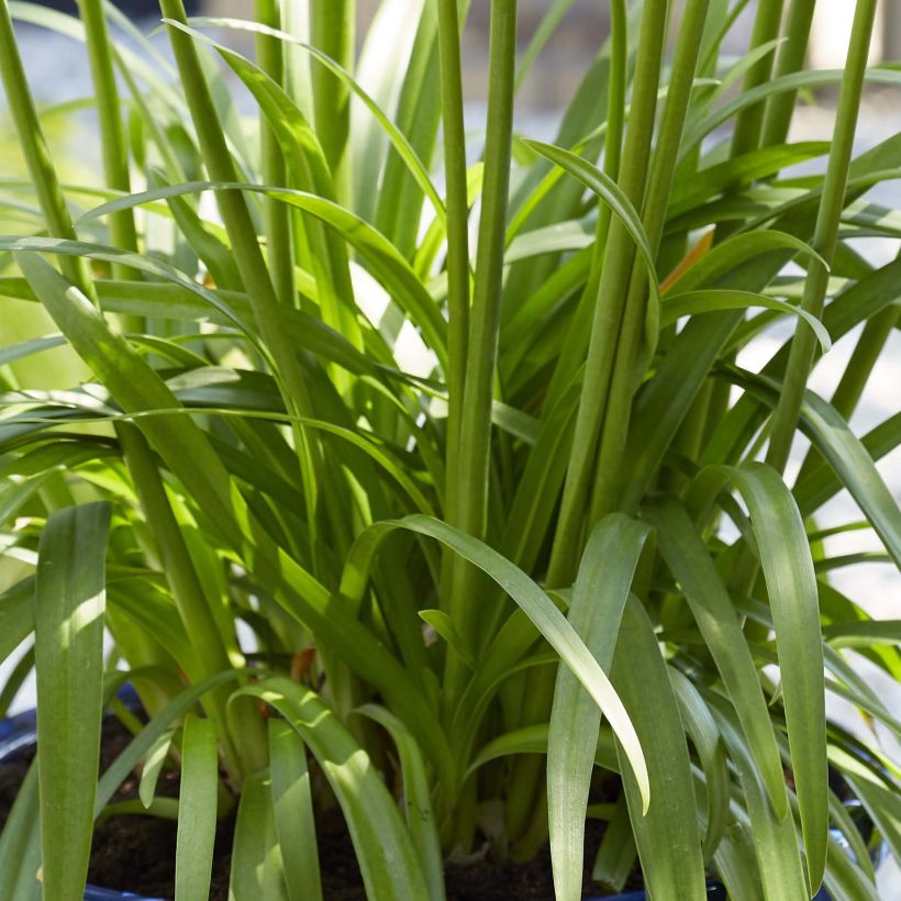 Agapanthe hybride Blue Thunder (Foliage)