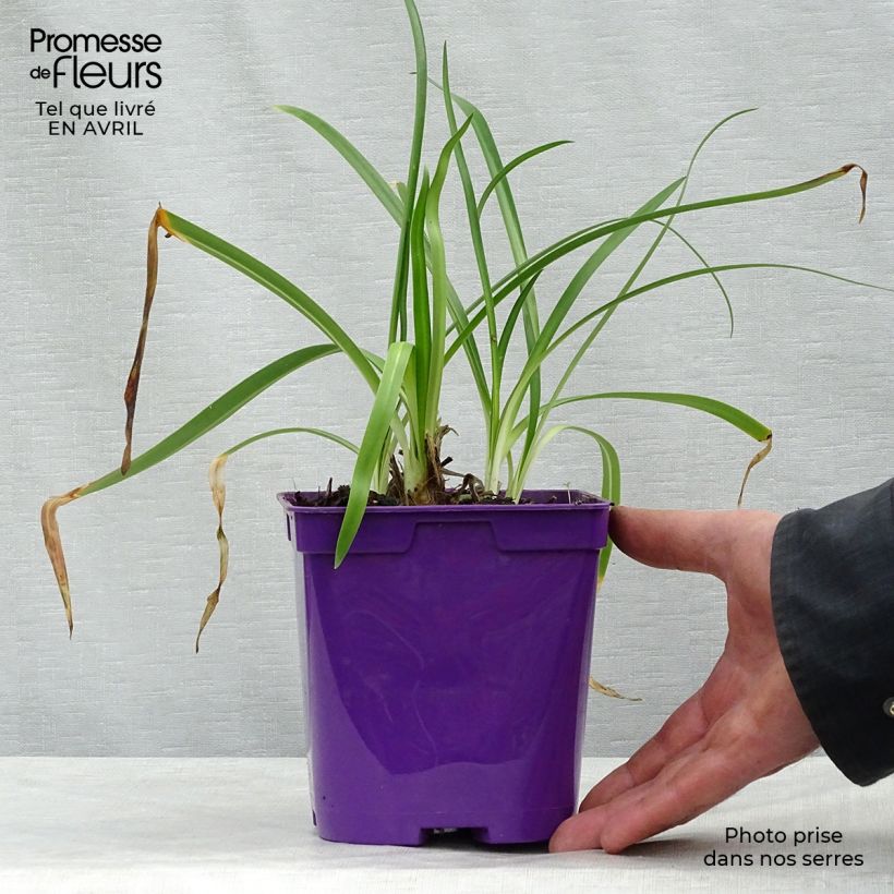 Example of Agapanthe hybride Ever Sapphire Pot de 1,5L/2L as you get in printemps