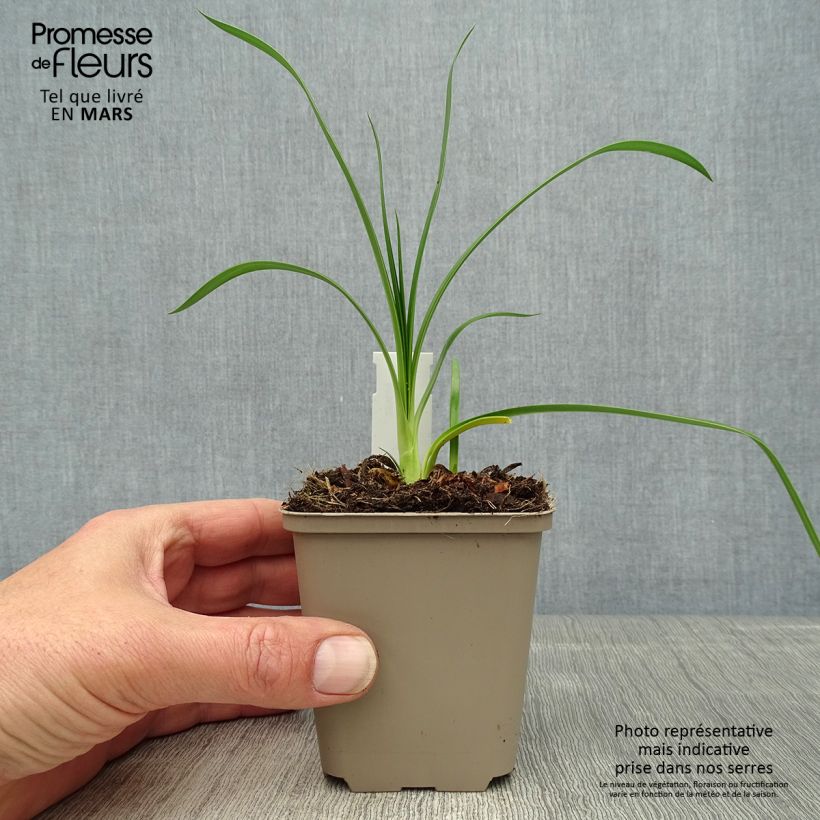 Example of Agapanthe hybride Ever Sapphire Godet de 8/9 cm as you get in printemps