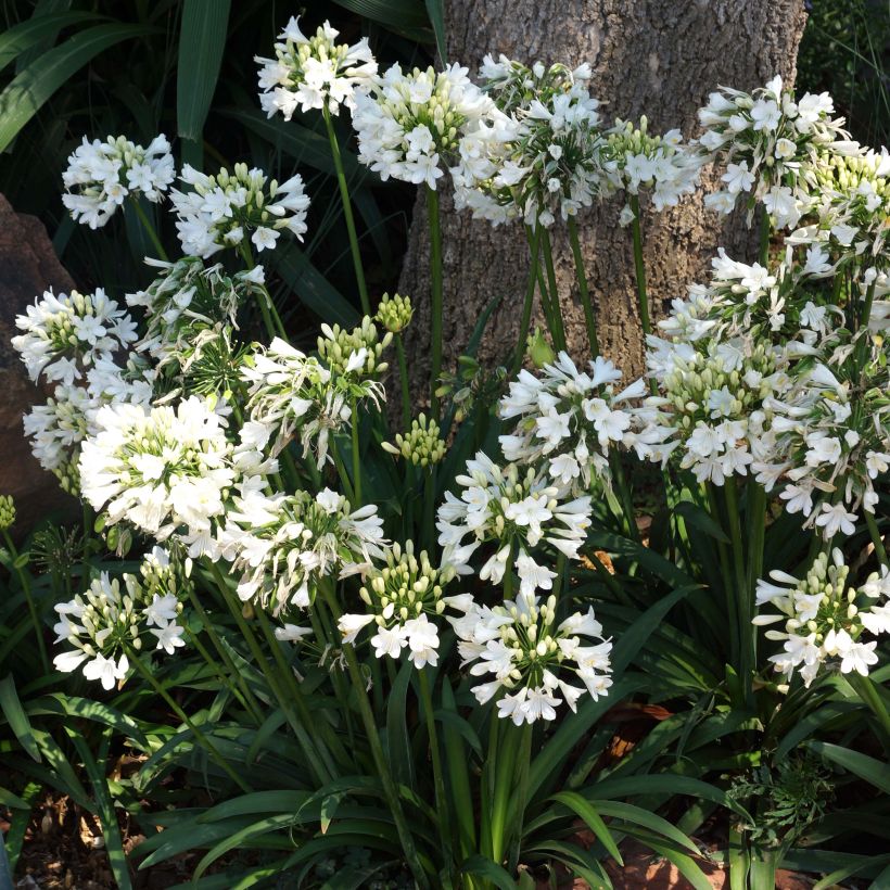 Agapanthe hybride Ever White (Flowering)