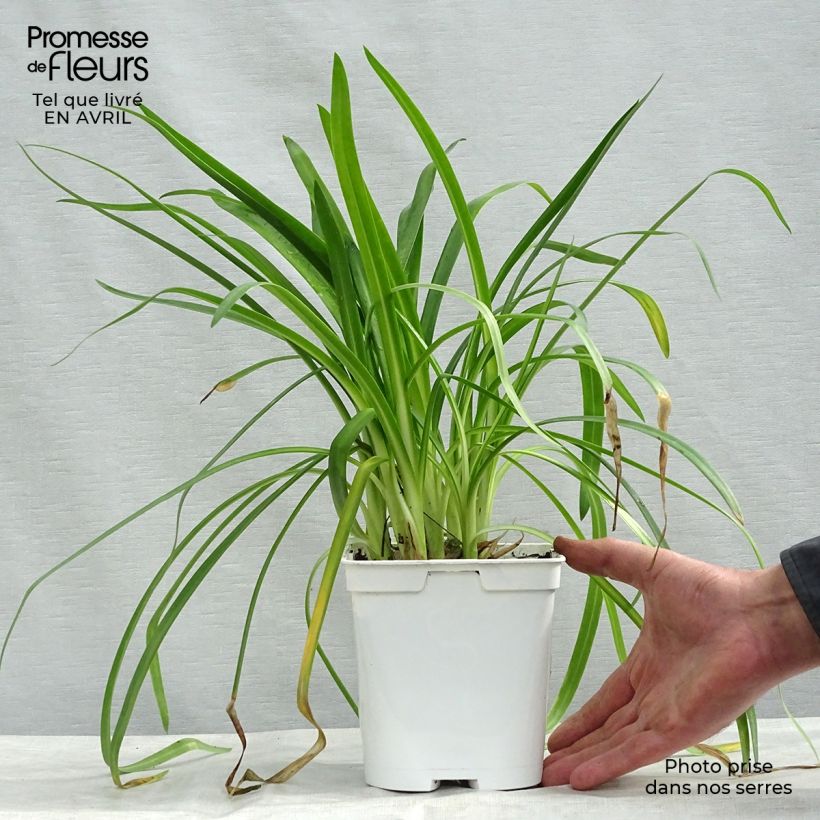 Example of Agapanthe hybride Ever White Pot de 1L/1,5L as you get in printemps