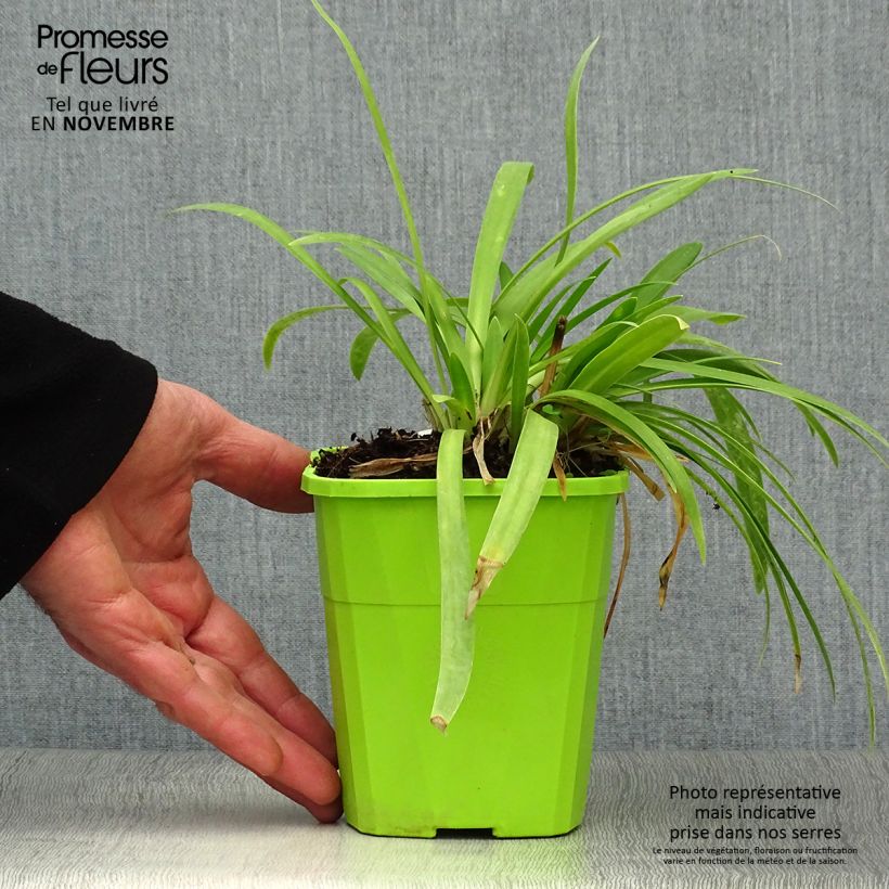 Spécimen de Agapanthe hybride Ever White Pot de 1L/1,5L tel que livré en automne
