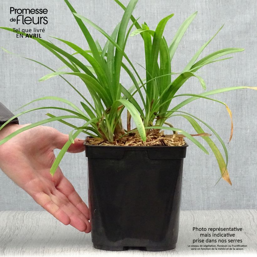 Example of Agapanthe hybride Fireworks Pot de 2L/3L as you get in printemps