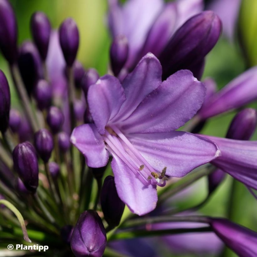 Agapanthe hybride Poppin' Purple (Flowering)