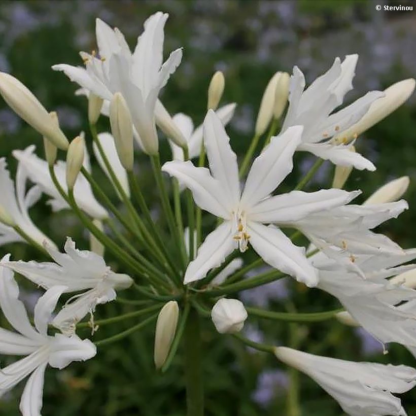 Agapanthe Vallée de la Sarthe (Flowering)