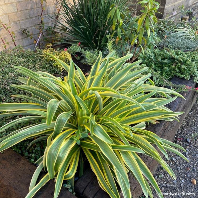 Agapanthe praecox Zambezi (Port)