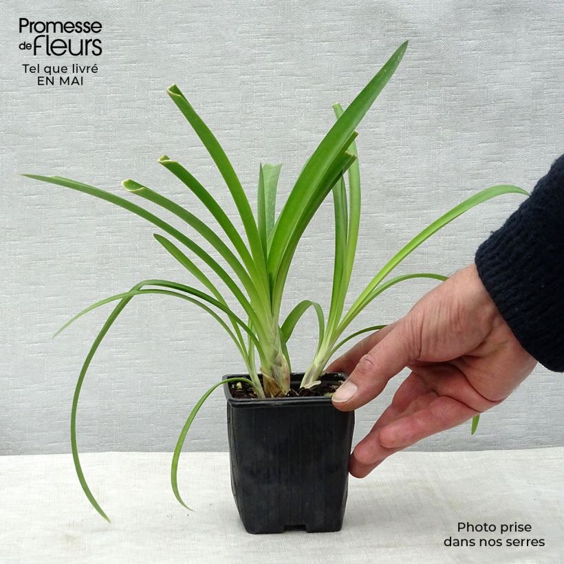 Example of Agapanthe umbellatus (africanus) Godet de 7/8 cm as you get in printemps