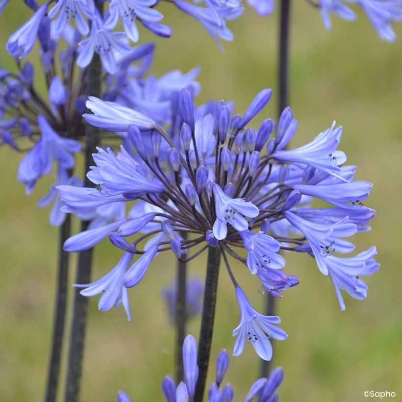 Agapanthe Graphite Blue (Floraison)