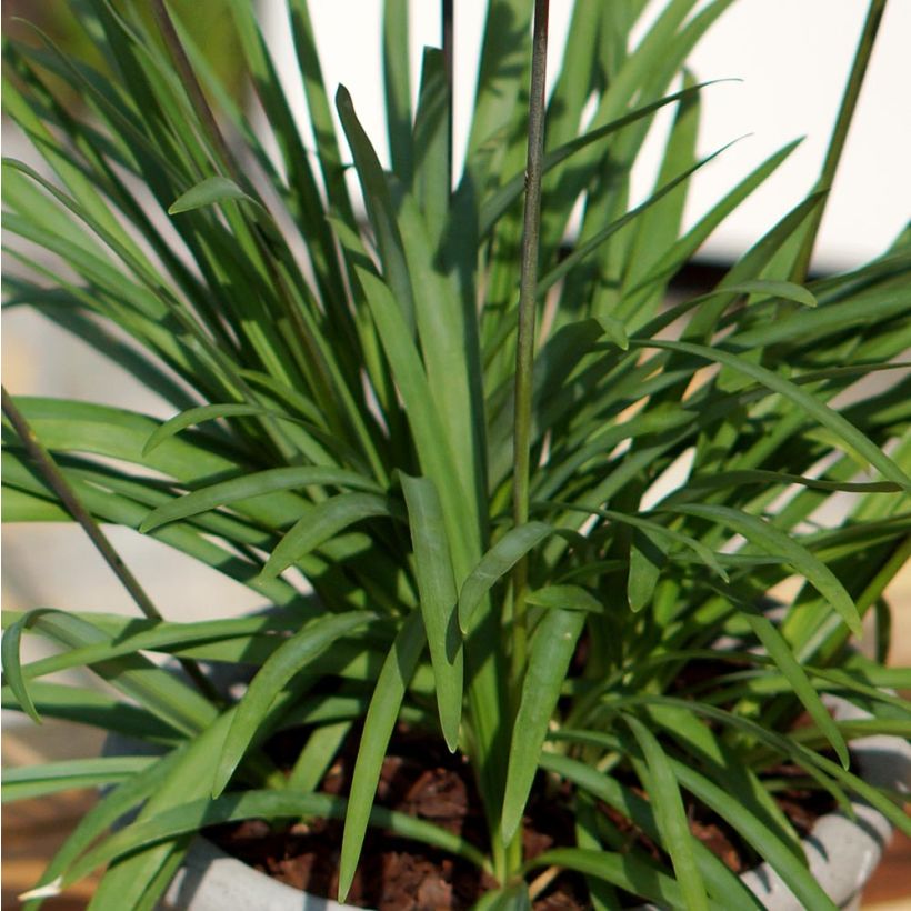 Agapanthe Brilliant Blue (Foliage)