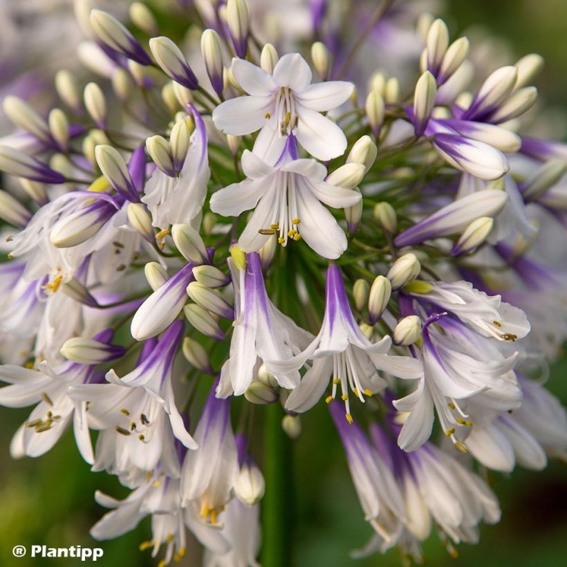 Agapanthe hybride Fireworks (Flowering)