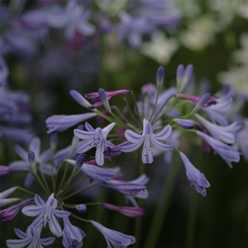 Agapanthe Lapis Lazuli (Flowering)