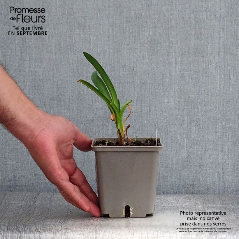 Example of Agapanthe Royal Velvet Pot de 1L/1,5L as you get in automne