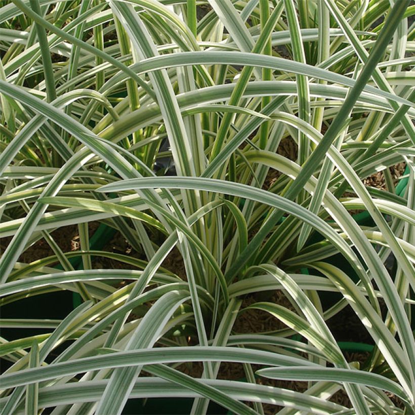 Agapanthe Silver Moon (Foliage)