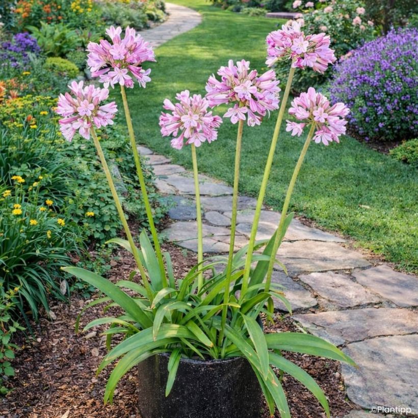 Agapanthe hybride Poppin' Pink (Port)