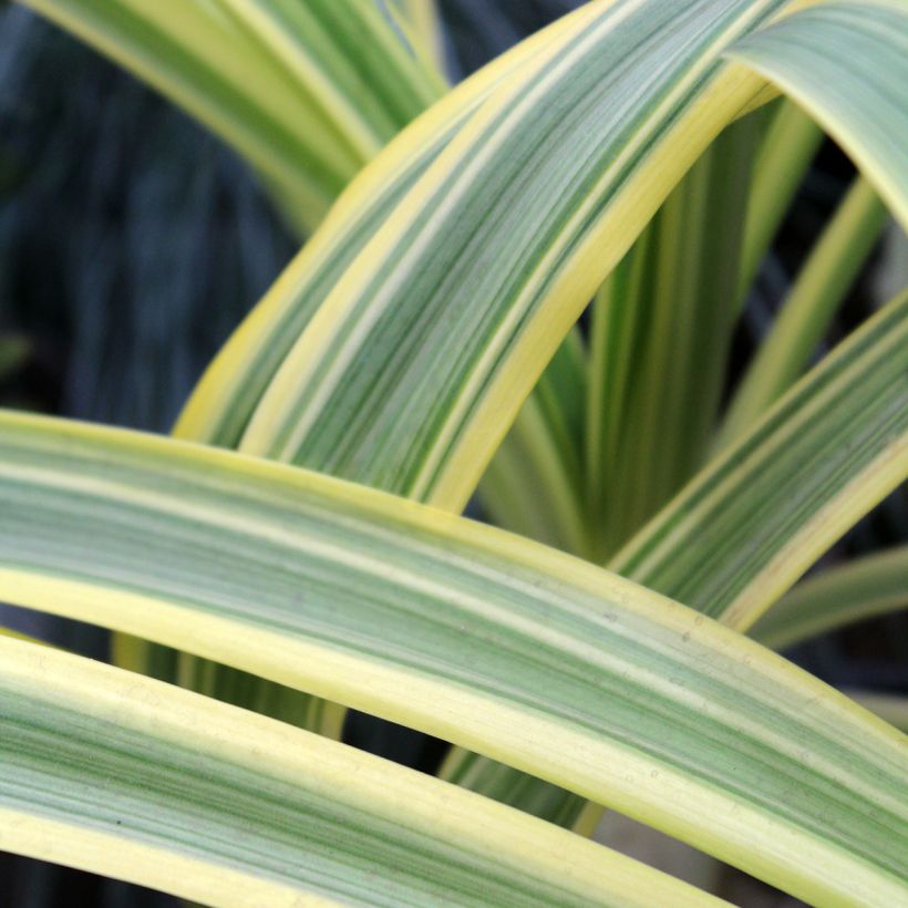 Agapanthe praecox Zambezi (Feuillage)