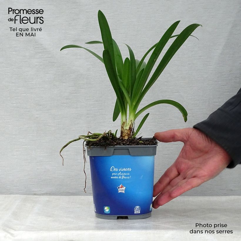 Example of Agapanthe umbellatus (africanus) Pot de 2L/3L as you get in printemps
