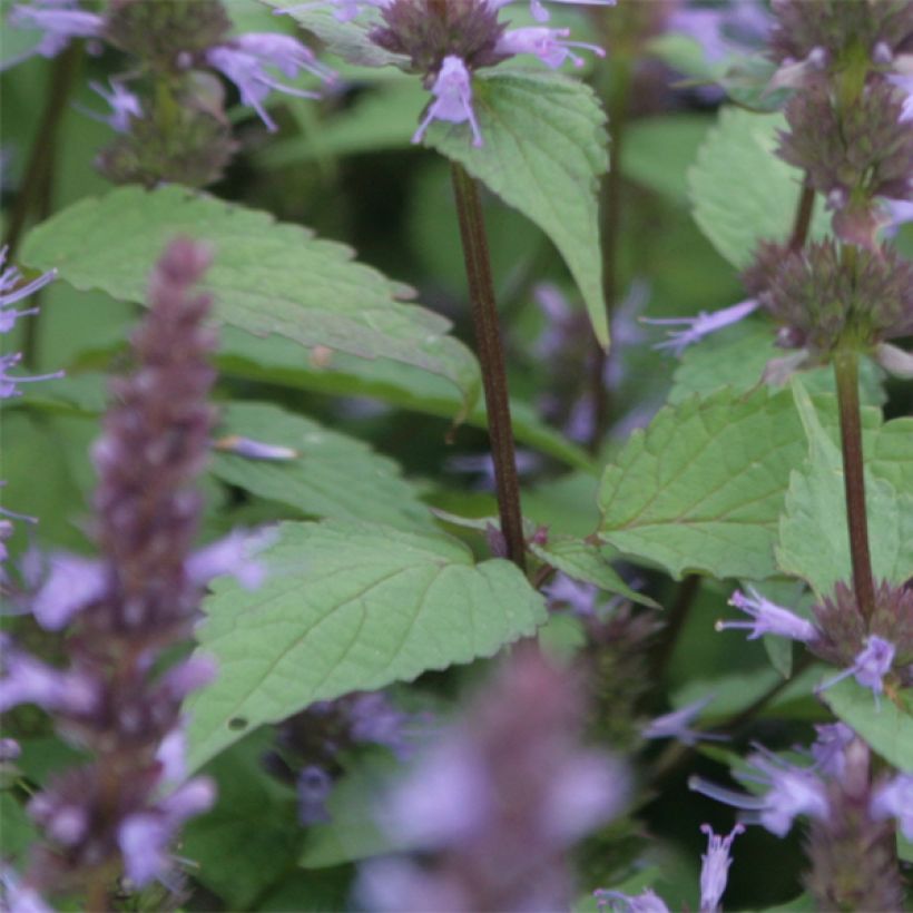 Agastache rugosa After Eight - Agastache rugueuse (Foliage)