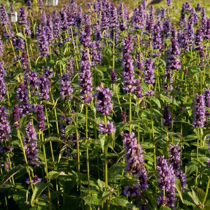 Agastache Black Adder (Plant habit)