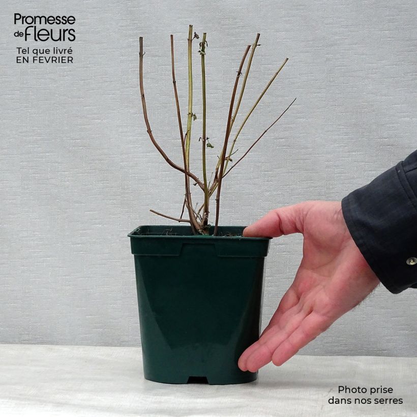 Example of Agastache Black Adder Pot de 2L/3L as you get in hiver