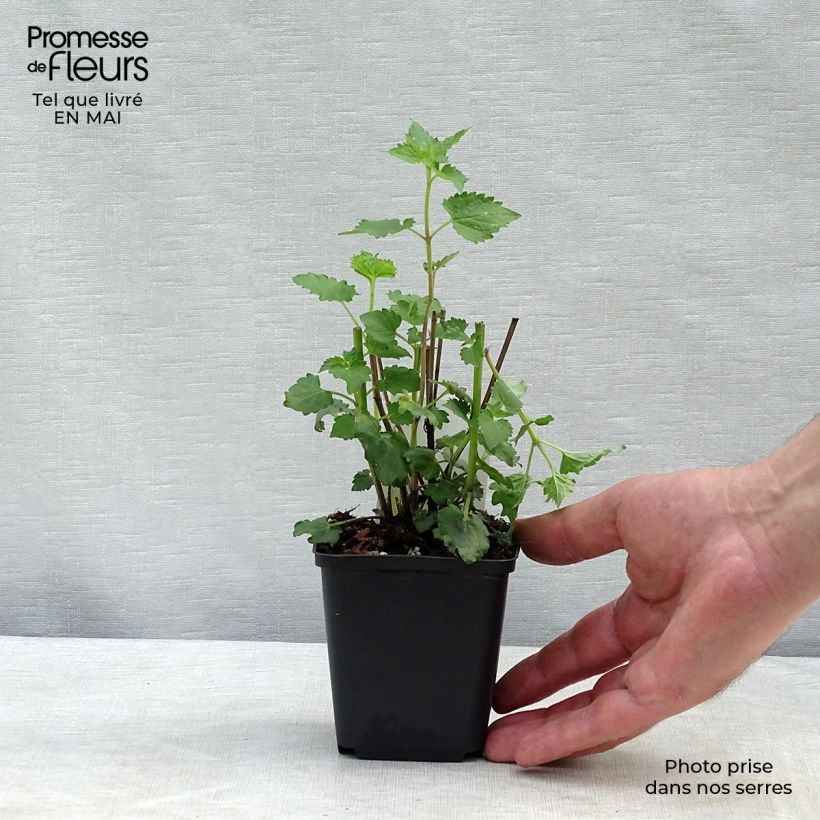 Example of Agastache Blue Boa Godet de 8/9 cm as you get in printemps