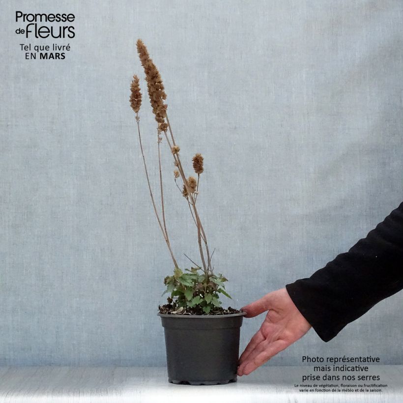 Example of Agastache Blue Boa Pot de 2L/3L as you get in printemps