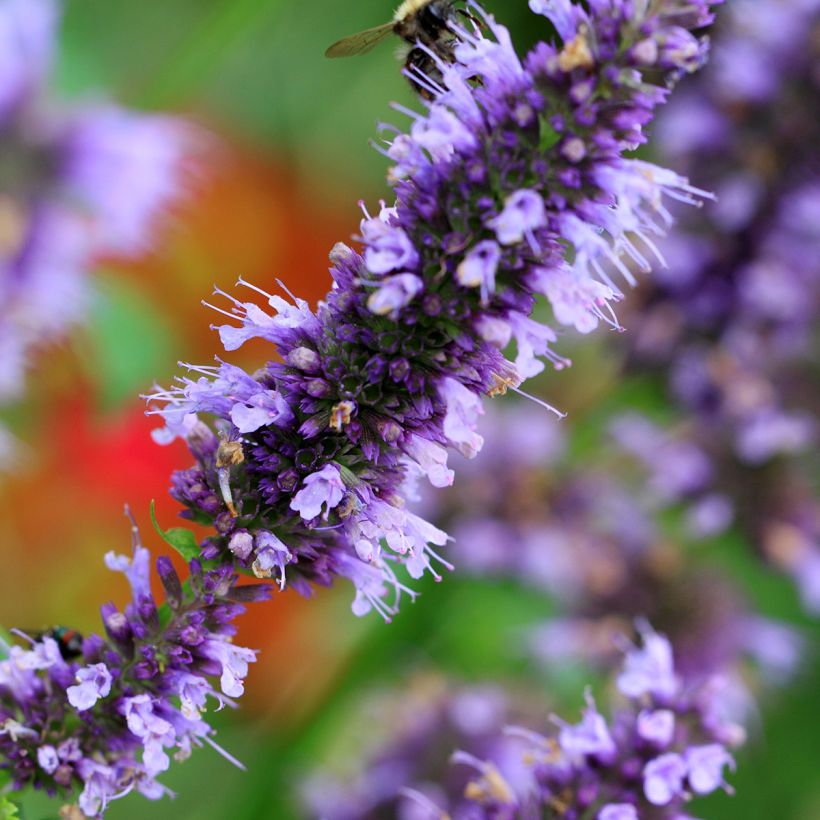 Agastache Blue Fortune (Flowering)