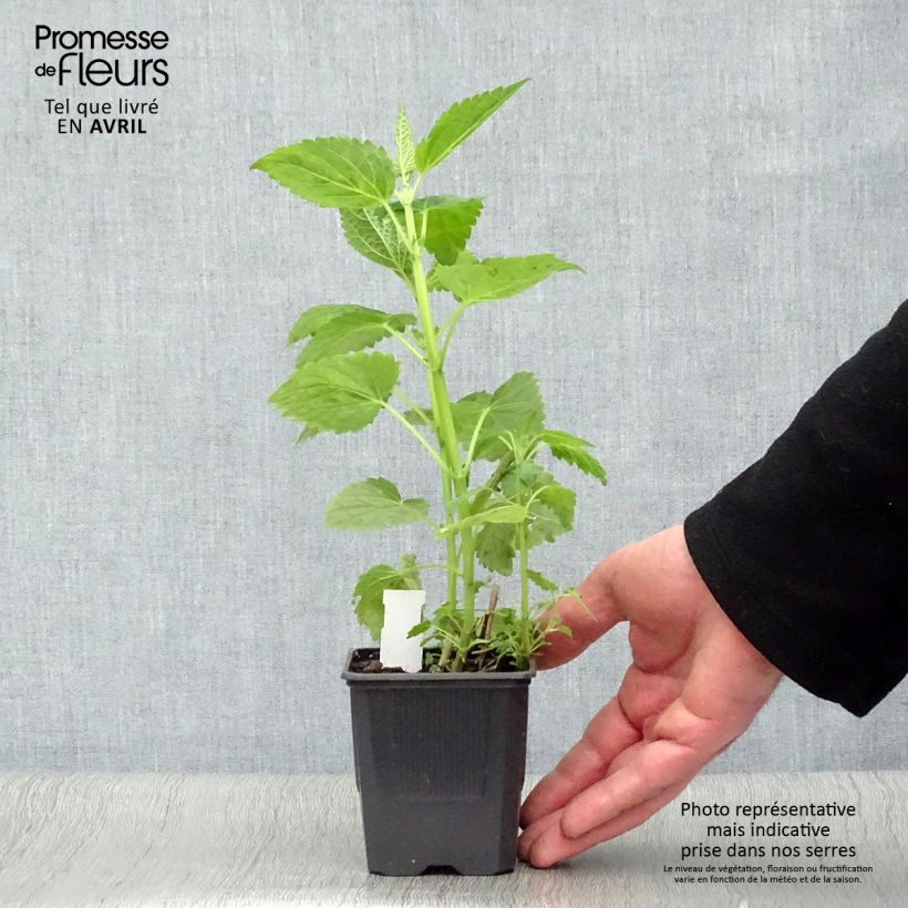 Example of Agastache Blue Fortune Godet de 8/9 cm as you get in printemps