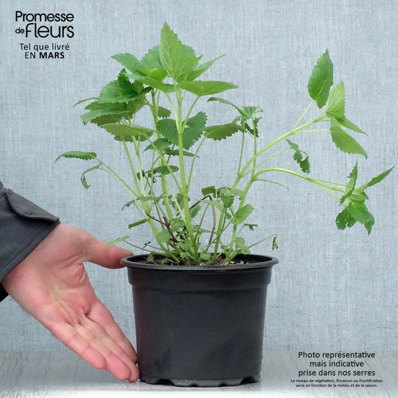 Example of Agastache Blue Fortune Pot de 2L/3L as you get in printemps