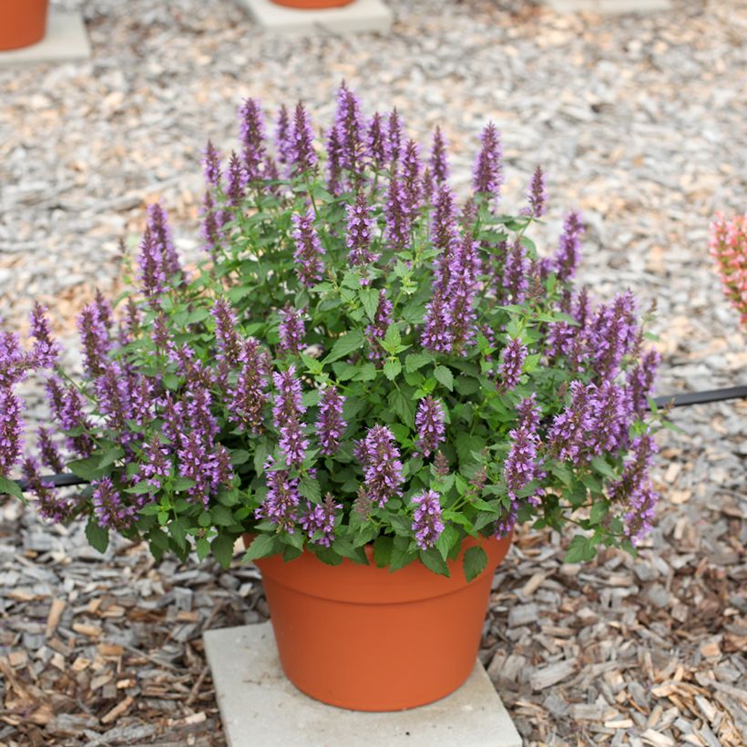 Agastache foeniculum Celestia - Hysope anisée (Port)