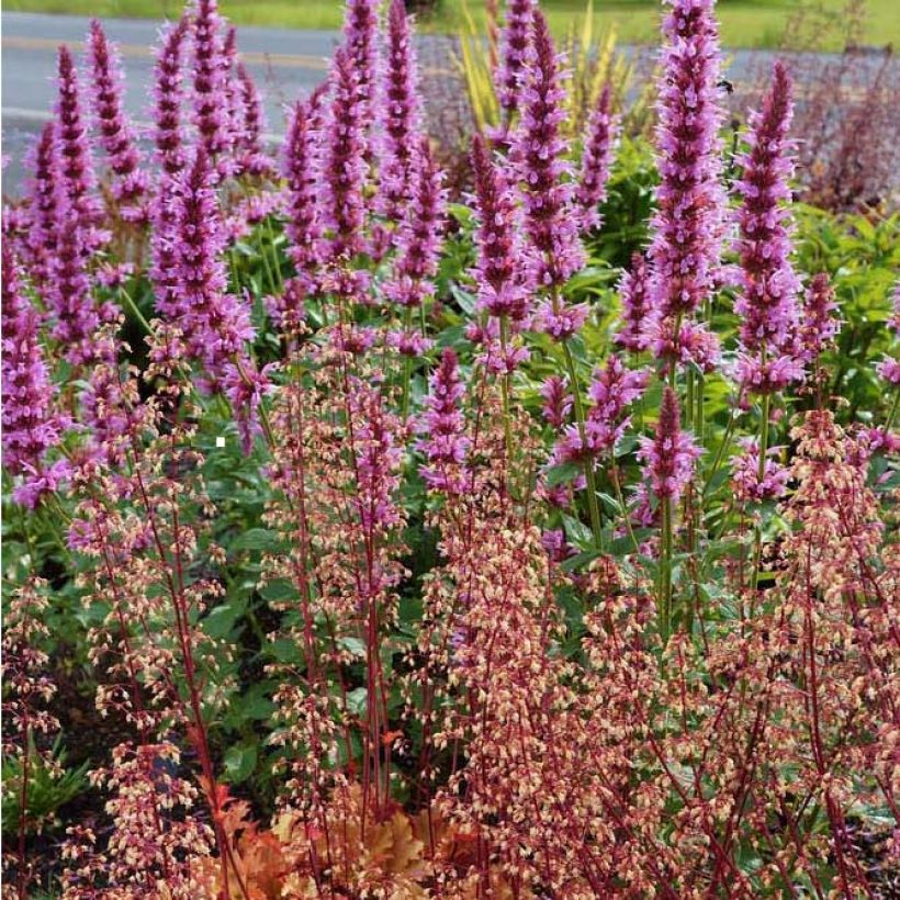 Agastache Cotton Candy - Agastache hybride (Flowering)
