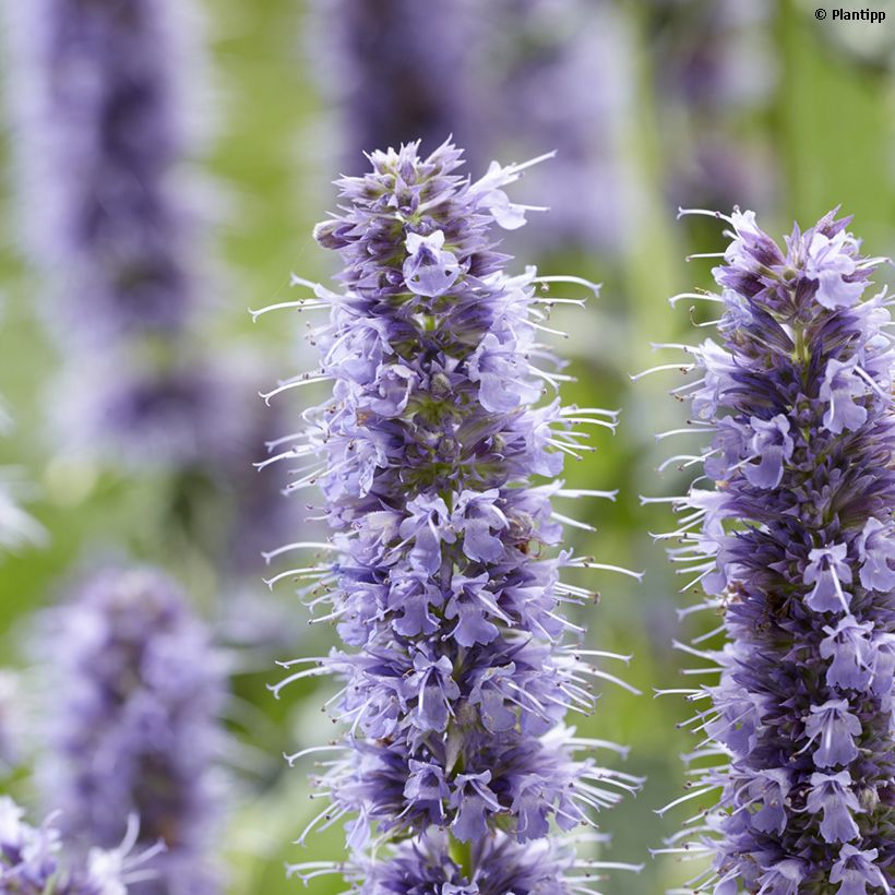 Agastache Crazy Fortune (Flowering)