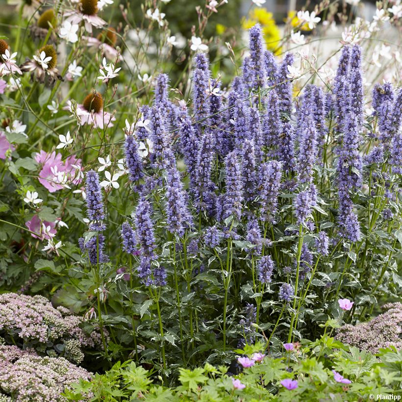 Agastache Crazy Fortune (Plant habit)