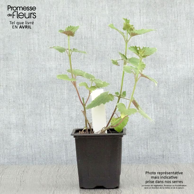 Example of Agastache Globetrotter - Agastache Godet de 8/9 cm as you get in printemps