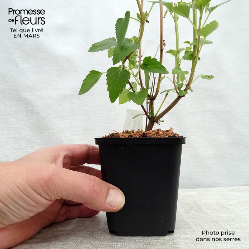 Example of Agastache Kolibri Godet de 8/9 cm as you get in printemps