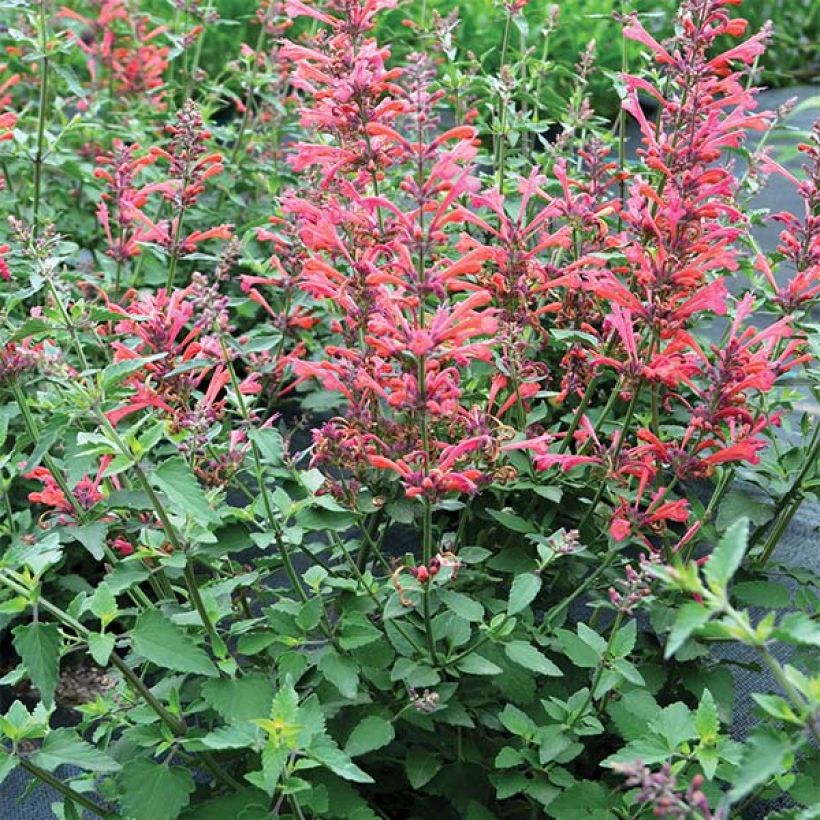 Agastache Kudos Coral - Agastache hybride rouge corail. (Plant habit)
