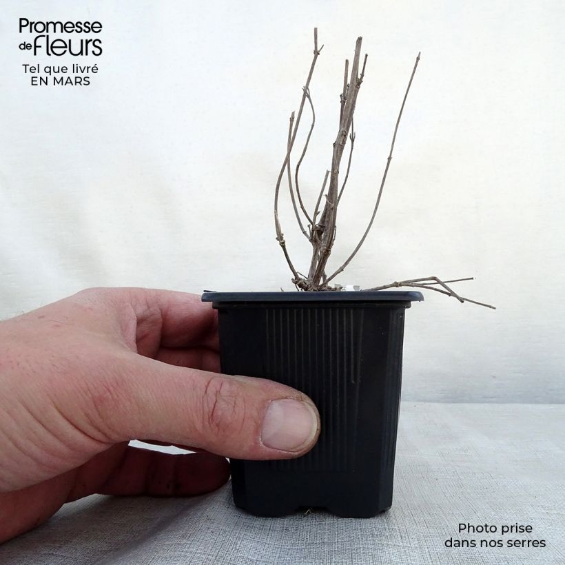 Spécimen de Agastache Kudos Ambrosia Godet de 8/9 cm tel que livré au printemps