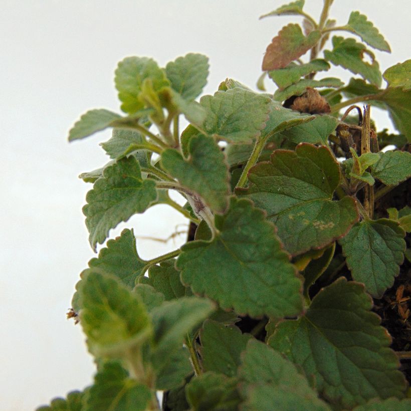 Agastache Kudos Coral - Agastache hybride rouge corail. (Foliage)