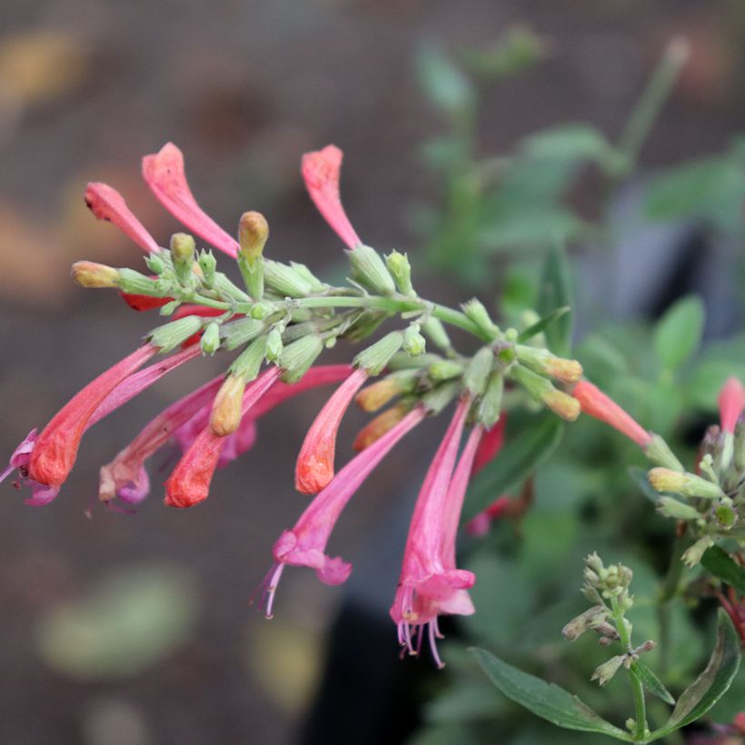 Agastache Kudos Coral - Agastache hybride rouge corail. (Flowering)